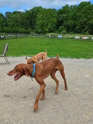 Vernon Dog Park