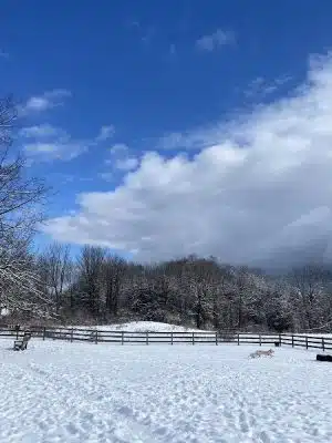 Vernon Dog Park