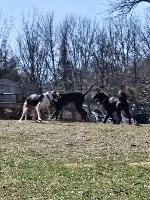 Vernon Dog Park