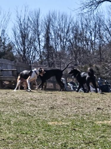 Vernon Dog Park - Vernon Township, NJ