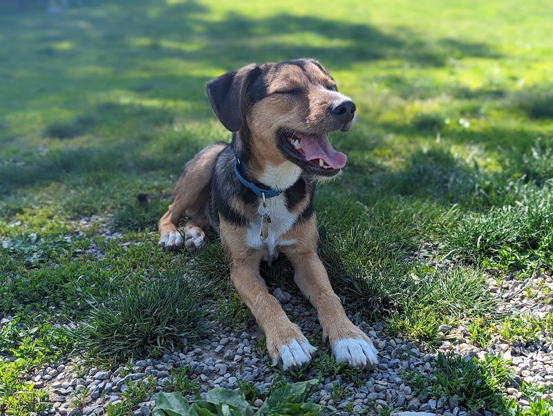 Vernon Dog Park - Vernon Township, NJ