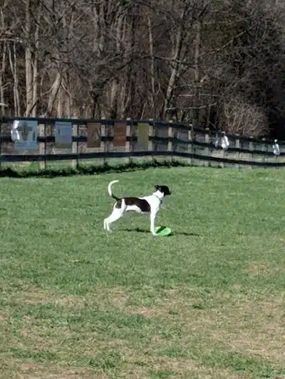 Vernon Dog Park - Vernon Township,