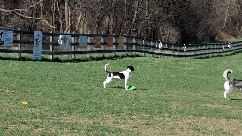 Vernon Dog Park - Vernon Township,