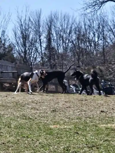 Vernon Dog Park - Vernon Township,