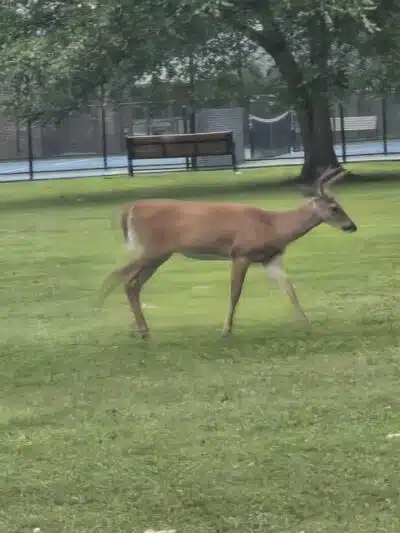 Verona Park - Verona, NJ