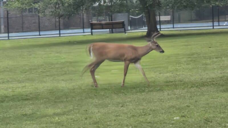 Verona Park - Verona, NJ