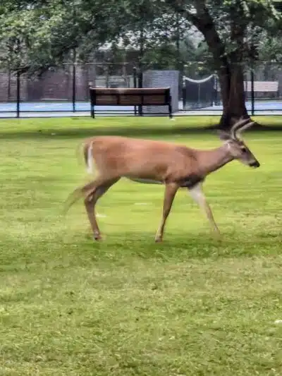 Verona Park - Verona, NJ