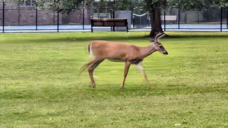 Verona Park - Verona, NJ