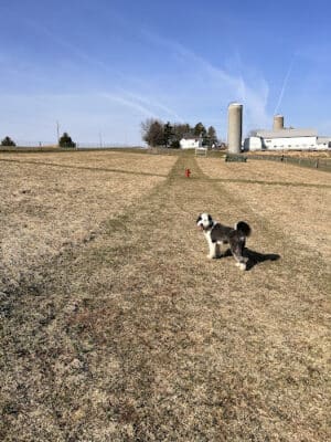 Dairy Ridge Dog Run