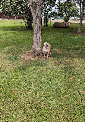 Vicksburg Dog Park