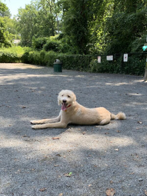 Vienna Dog Park