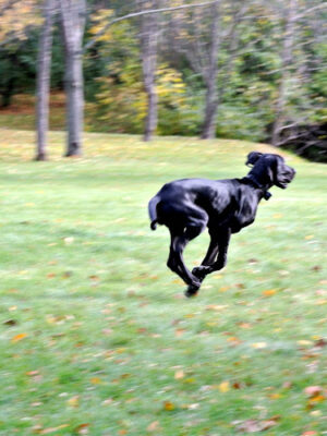 Camp Bow Wow Clarkston