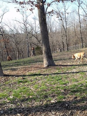 Horseshoe Bend Bark Park - Village of Four Seasons, MO
