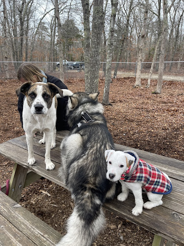 John G. Rogers Dog Park - Vineyard Haven, MA