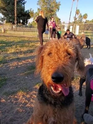 Plaza Park Bark Park