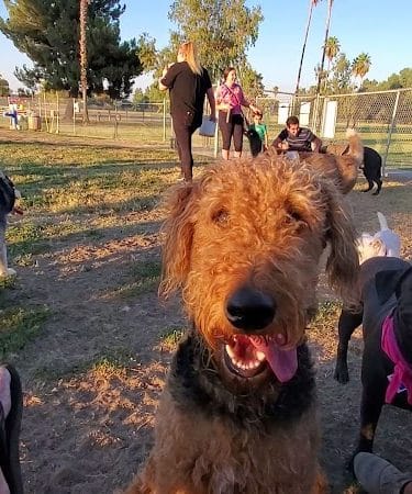 Plaza Park Bark Park