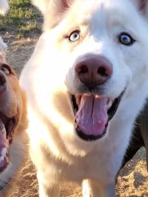 Plaza Park Bark Park