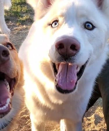 Plaza Park Bark Park