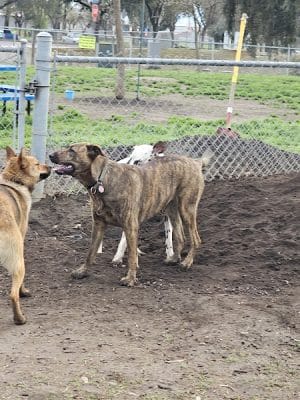 Cody Kelly Dog Bark Park