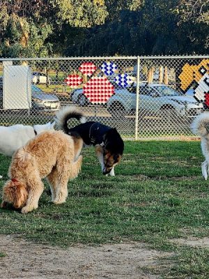 Cody Kelly Dog Bark Park