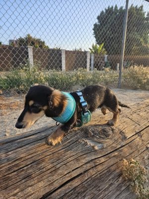 Cody Kelly Dog Bark Park