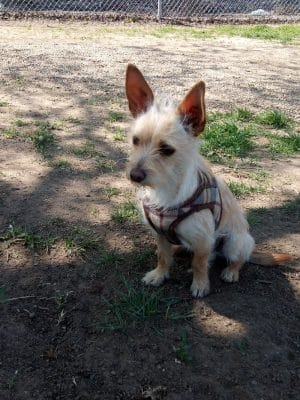 Cody Kelly Dog Bark Park