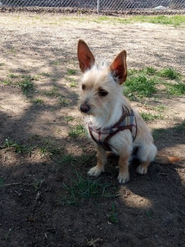 Cody Kelly Dog Bark Park