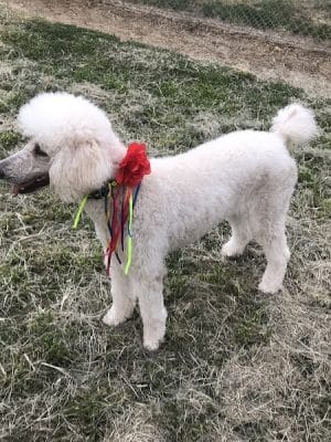 Cody Kelly Dog Bark Park