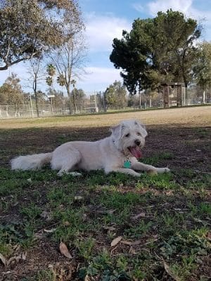 Cody Kelly Dog Bark Park