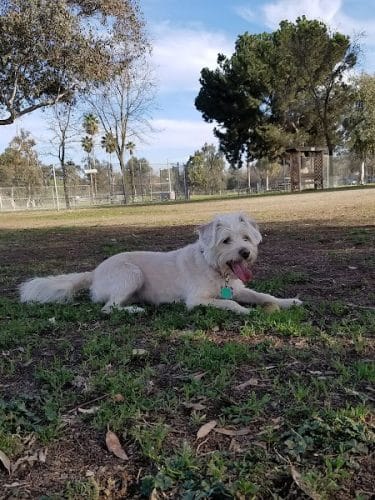 Cody Kelly Dog Bark Park