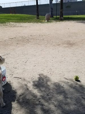 Cody Kelly Dog Bark Park