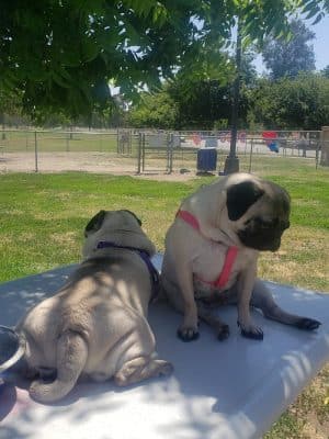 Cody Kelly Dog Bark Park