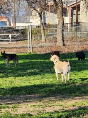 Seven Oaks Dog Park
