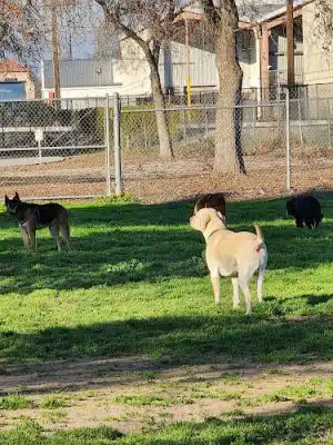 Seven Oaks Dog Park