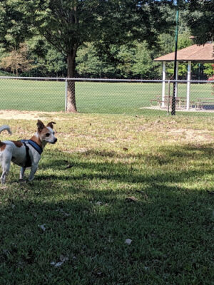 Connolly Park