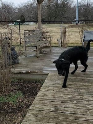 Wabash Dawg Park