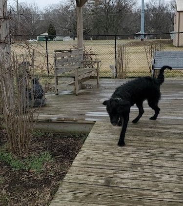 Wabash Dawg Park