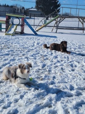 Wabash Dawg Park