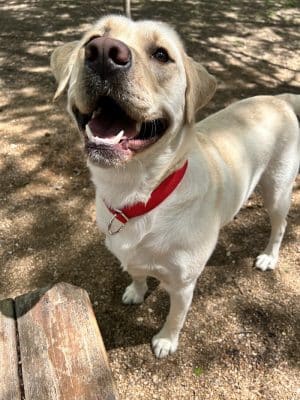 Holly Dog Park