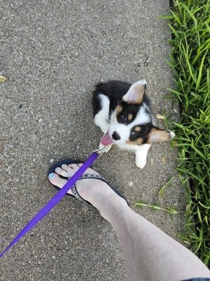 Holly Dog Park