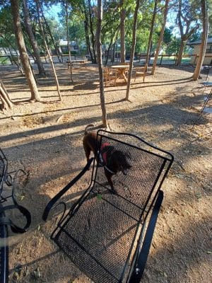 Holly Dog Park