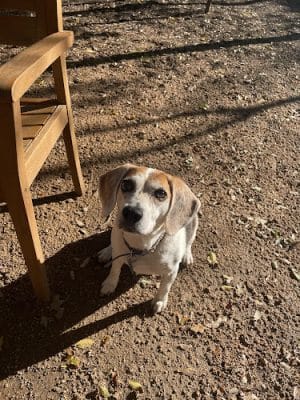 Holly Dog Park