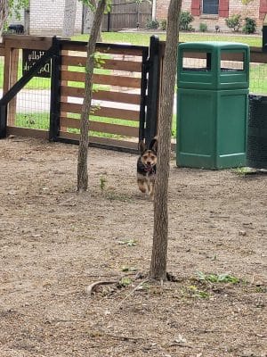 Holly Dog Park