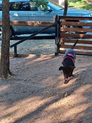 Holly Dog Park