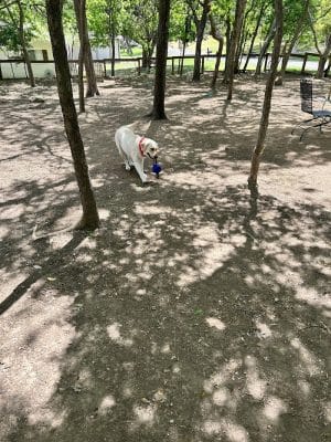 Holly Dog Park
