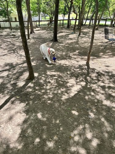 Holly Dog Park