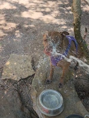 Holly Dog Park