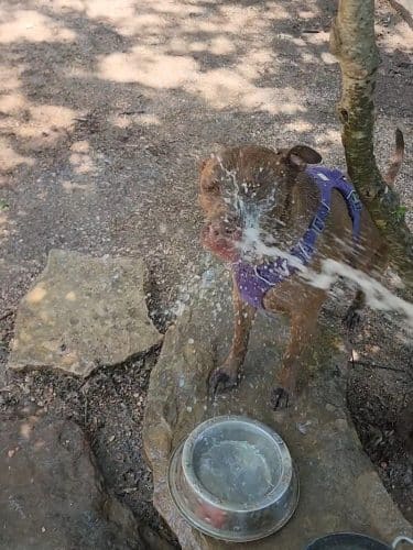 Holly Dog Park