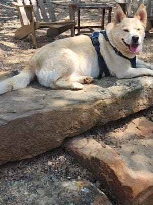 Holly Dog Park