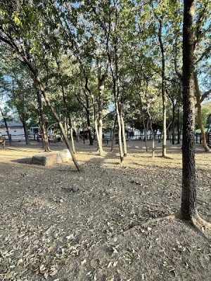 Holly Dog Park